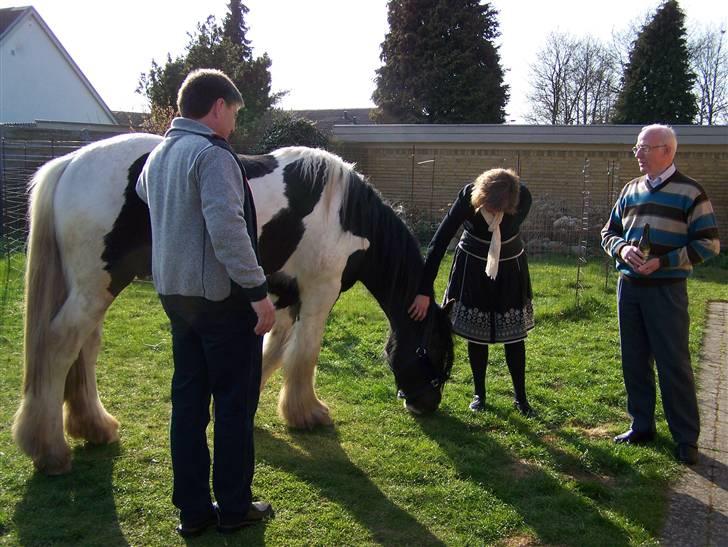 Irish Cob Troelsegaarden's MacNeal - Mac Neal hjemme i haven til lillesøsters fødselsdag i april 2009. Et godt eksempel på hvor dejlig rolig og godmodig han er! billede 12