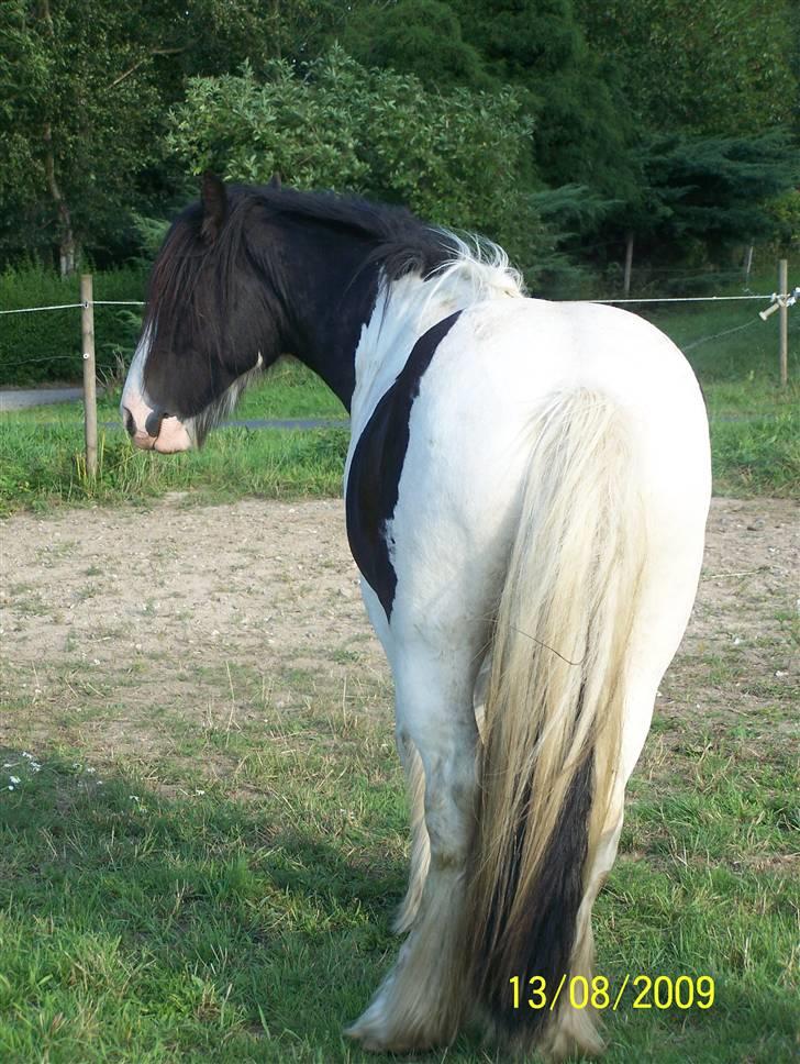 Irish Cob Troelsegaarden's MacNeal - Den smukke bagfra .. God røv og sej hale ;o) 13. august 2009 billede 15