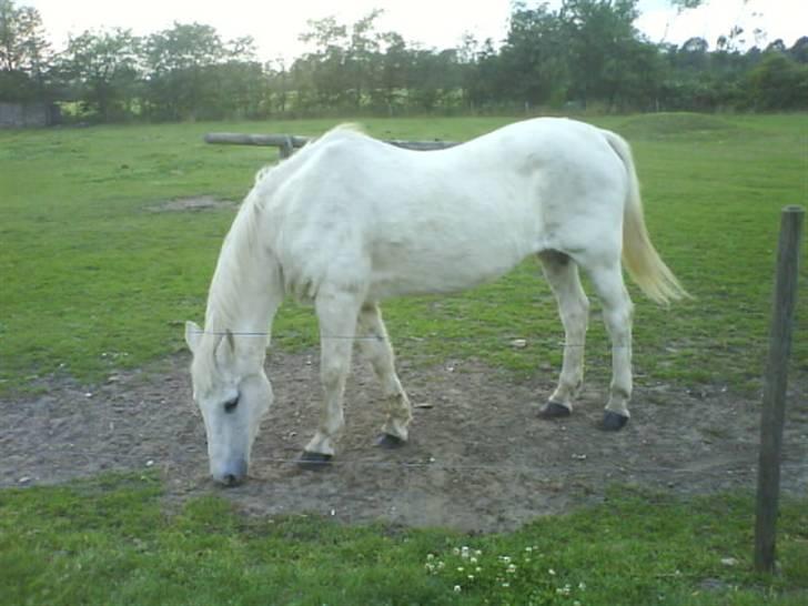 Anden særlig race Angelig Ligge R.I.P. - Ren for en gangs skyld  billede 1