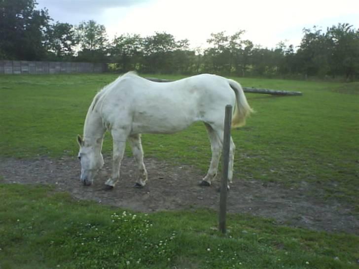Anden særlig race Angelig Ligge R.I.P. billede 2