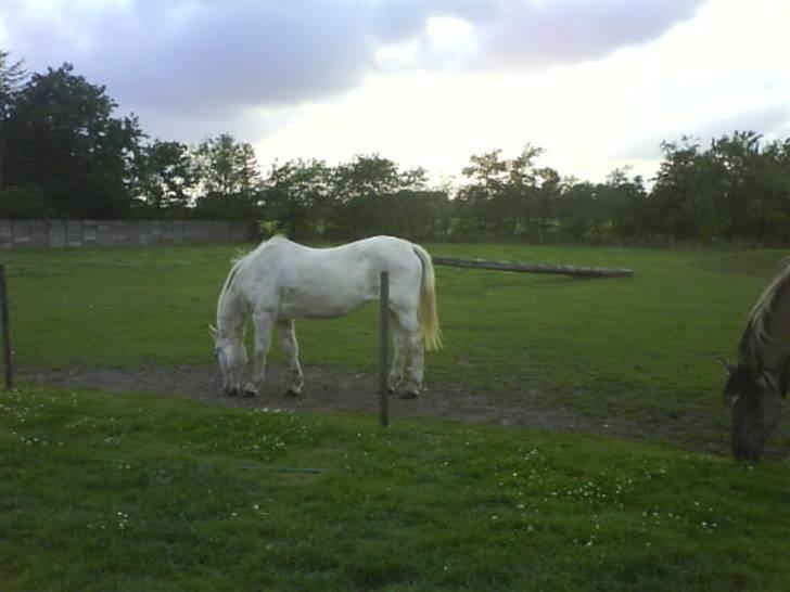 Anden særlig race Angelig Ligge R.I.P. billede 3