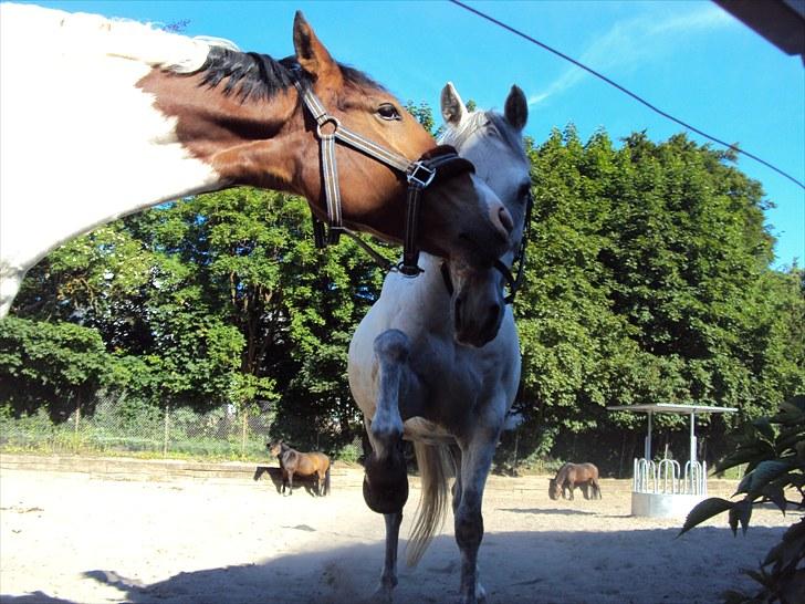 Anden særlig race *Kildegaards Bombay* - Leger med Moon Star på folden- Han laver sit meget kendte " konfu spark"!! ;P billede 3