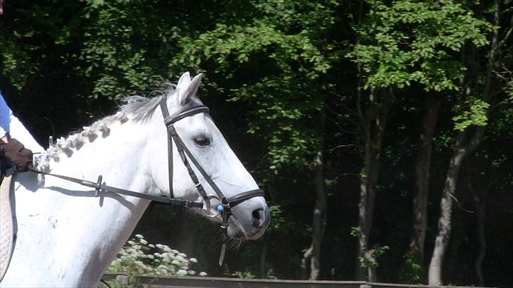 Anden særlig race *Kildegaards Bombay* - Til stævne, LC1 med Luna :D  billede 4