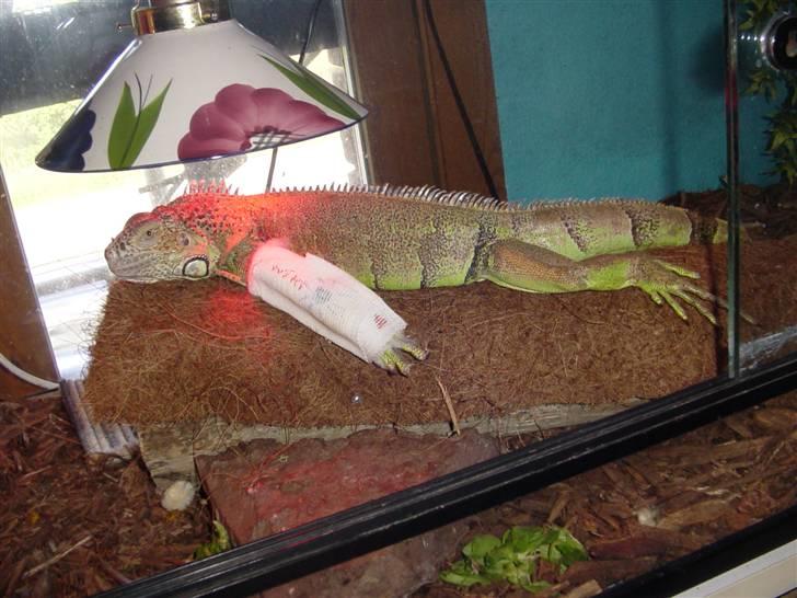 Shetlænder viktor  solgt billede 16