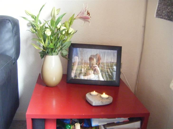 Welsh Cob (sec D) Nikolaj - Mindebord for årsdagen for hvor Nikolaj blev aflivet billede 19