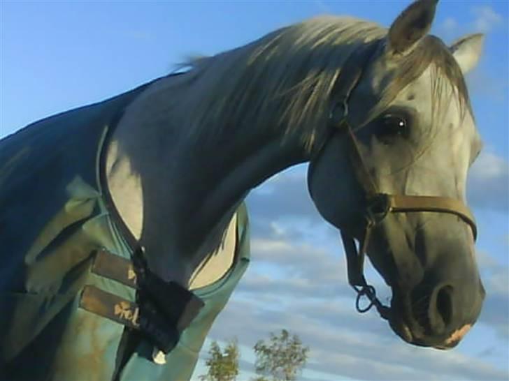 Arabisk fuldblod (OX) Progres billede 15