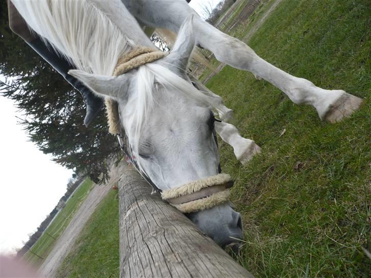 Arabisk fuldblod (OX) Progres billede 20