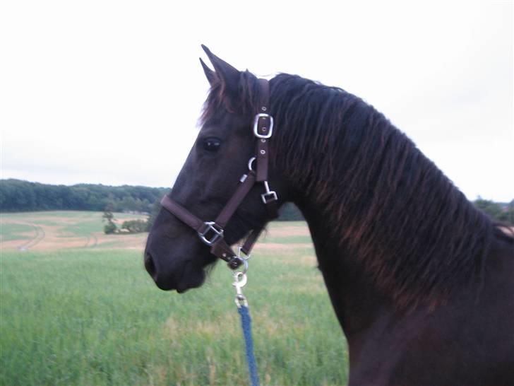 Frieser Yfke billede 8