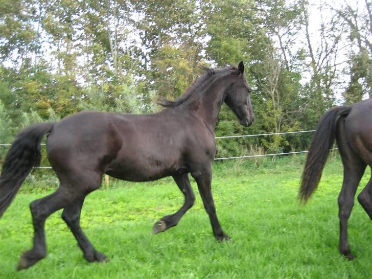 Frieser Yfke billede 9