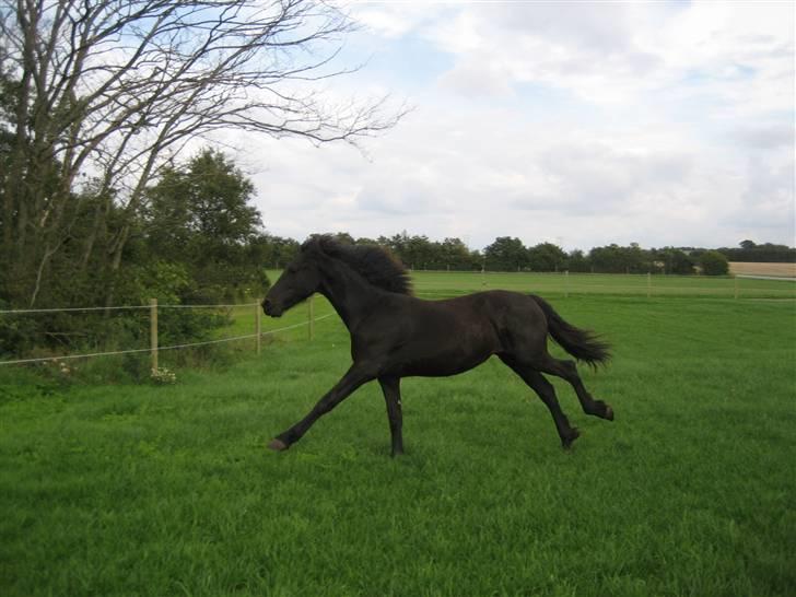 Frieser Yfke billede 10