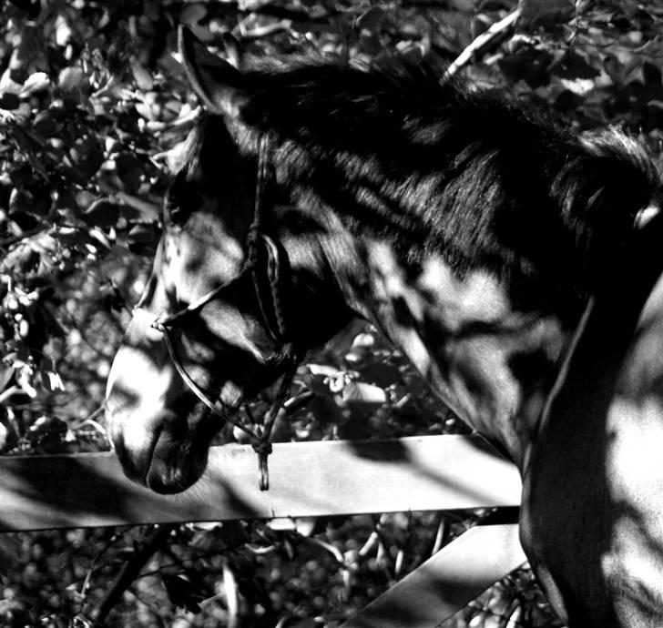Dansk Varmblod Cleopatra (solgt) - Horsemanship v/Anne Sofie [foto: Anne Sofie / AS .] 17/10 2008 billede 11
