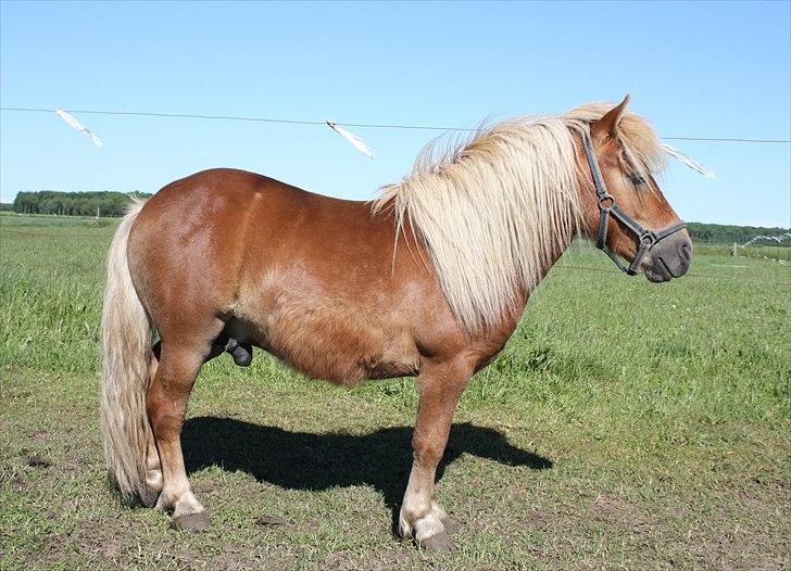 Shetlænder Sir Walther - Sir Walther er meget fotogen og hingst. Foto Helena billede 1