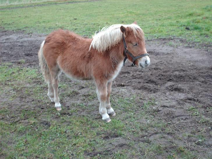 Shetlænder Sir Walther - Okay, jeg kan da osse lige stå pænt :-) billede 2