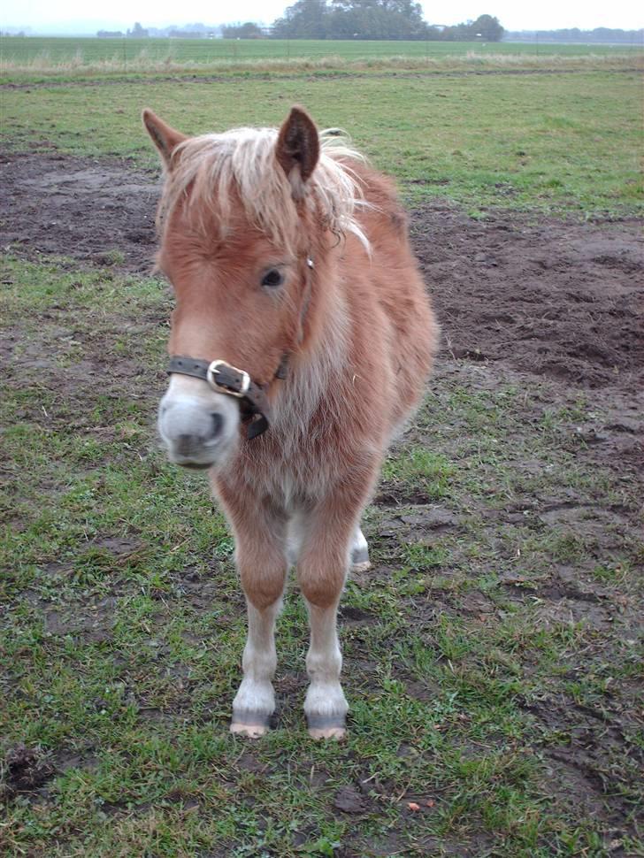 Shetlænder Sir Walther - Ja ja skal nok billede 3