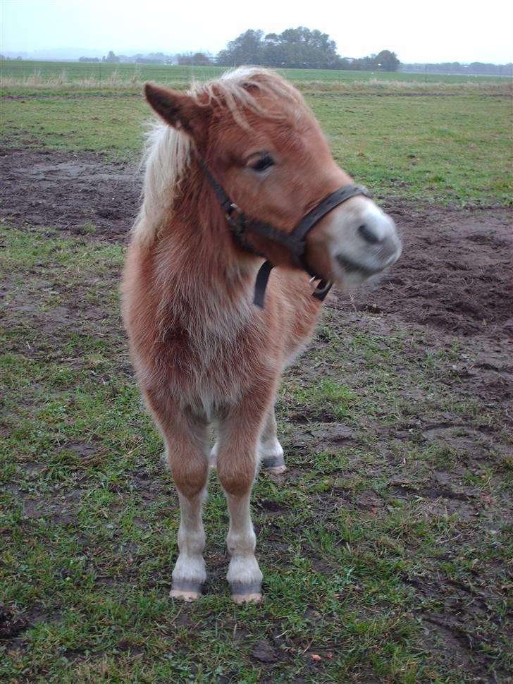 Shetlænder Sir Walther - Hov, jeg fik lige øje på min moarr:-) billede 4