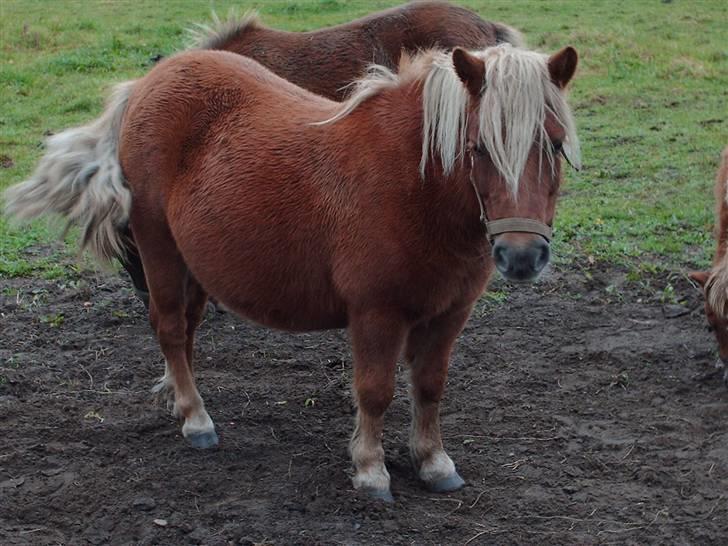 Shetlænder Sir Walther - Det er så min moooaaaarrrr Signe.. billede 5