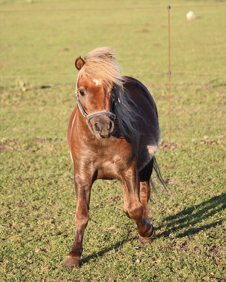 Shetlænder Anton - Ja jeg kan også godt være en blæremås. Foto Helena billede 1