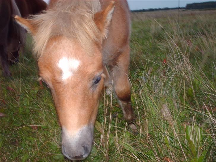 Shetlænder Anton - Ihh, hvor er jeg genert:-) billede 2