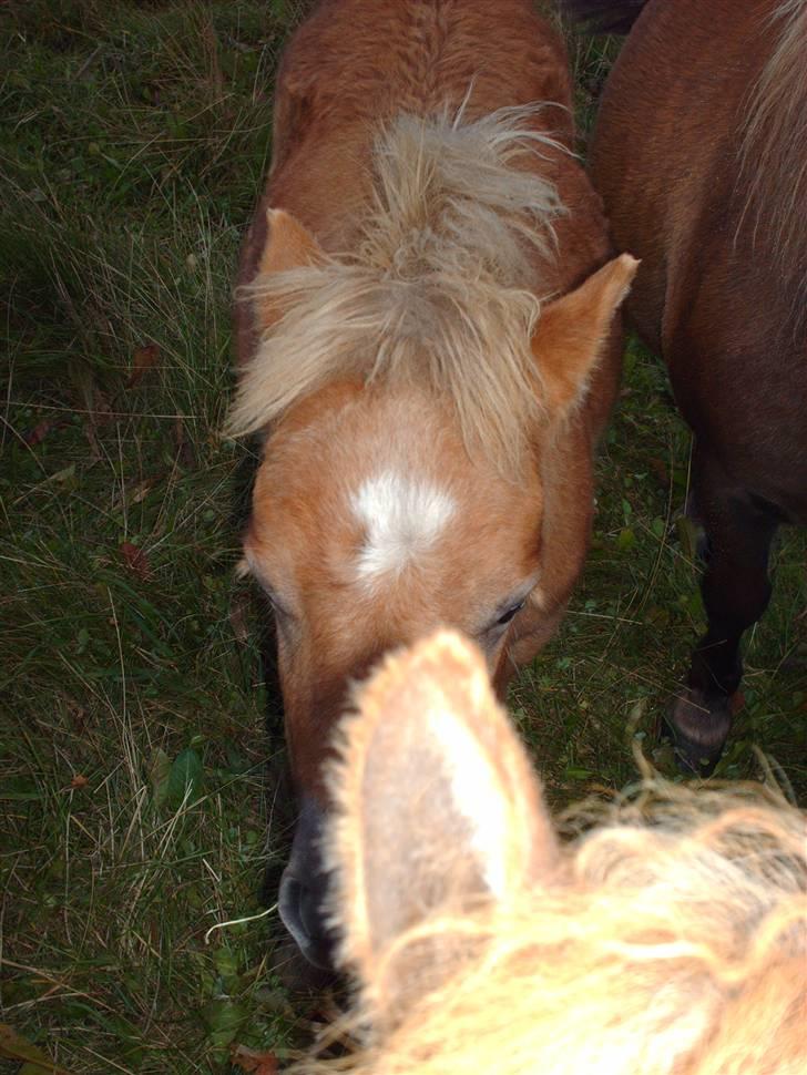 Shetlænder Anton - Jeg gemmer mig lige bag Sir Walther`s øre, så ser de mig nok ikke billede 3