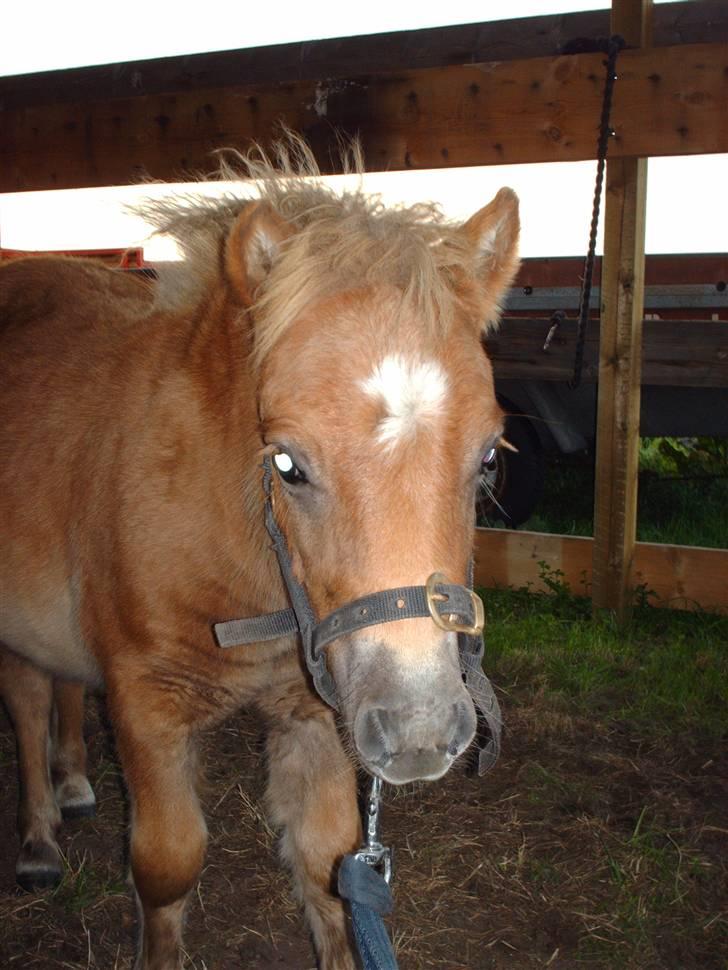 Shetlænder Anton - Jeg kan godt fanges, men er ski ikke meget for det endnu.. billede 4