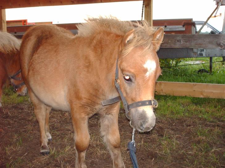Shetlænder Anton - Er bare så nygerrig, hvad har hun der?? billede 5
