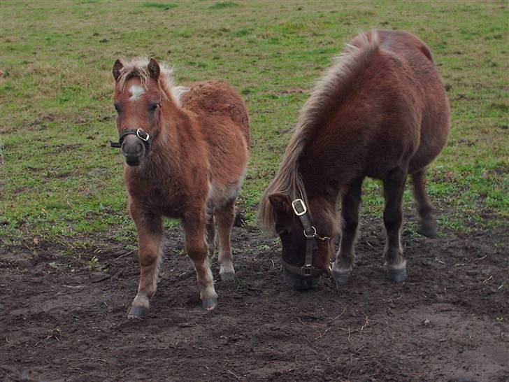 Shetlænder Anton - Ha, her står jeg bare ved min moooaaarrrr billede 6