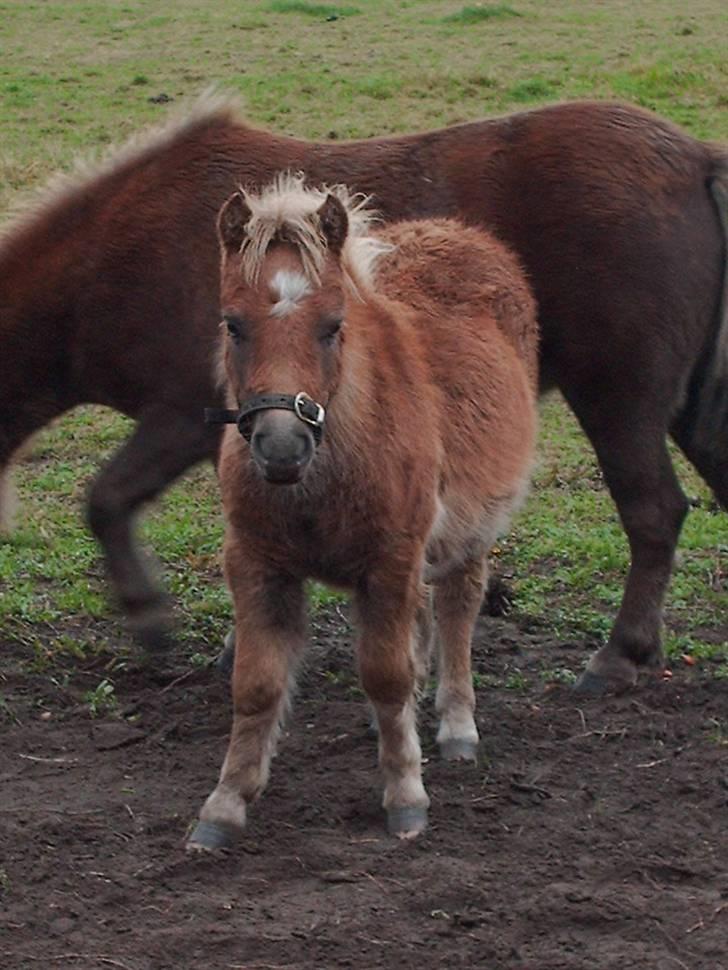 Shetlænder Anton - Okay okay, jeg kigger nu, tag så det billede hæ hæ billede 7