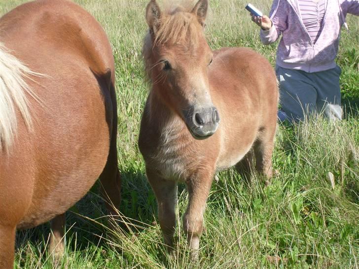 Shetlænder Sir Walther - See, lige hvor yndig jeg er..  billede 6
