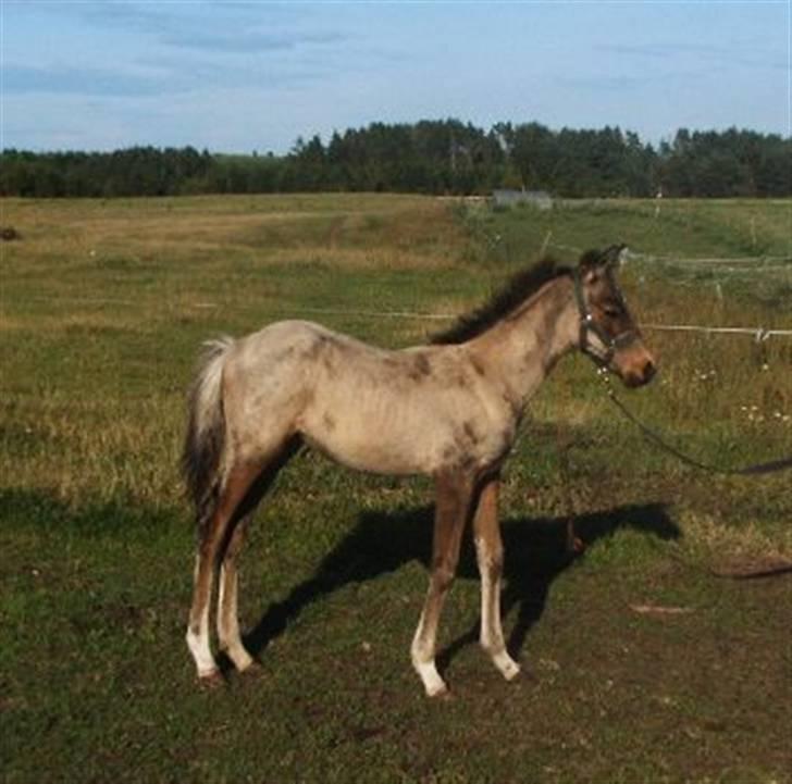 Welsh Partbred (Sec F) Aastrupsgaards Stardust - Dustys følbillede billede 11