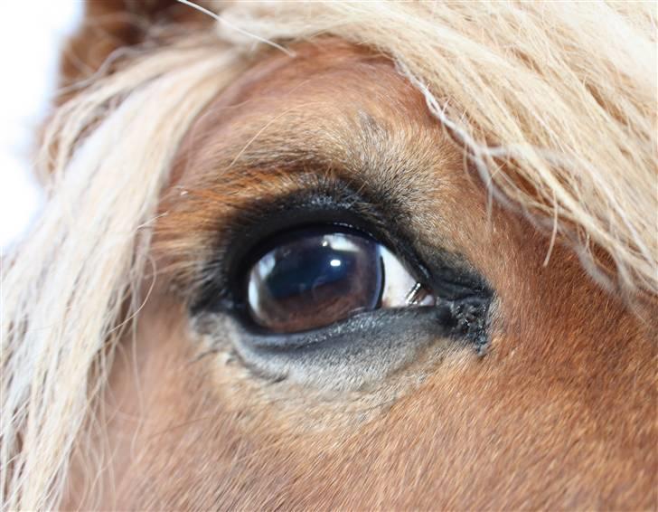 Jyde Lasse - Fik du øje på hesten?!!! billede 9