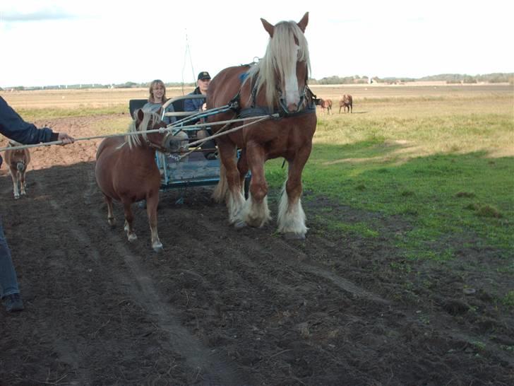 Jyde Lasse - Jeg skal lære dem, ska jeg. Ingen skal komme og skubbe til mig, nixen bixen billede 10