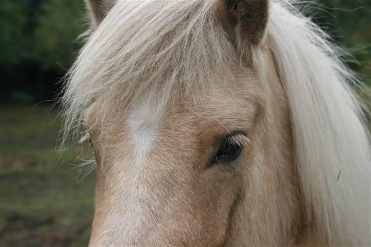 Islænder Dögg Fra Toftemosen - :) den sødeste 5 års på denne jord ! Ja den gang hun var 5 år XD  billede 15