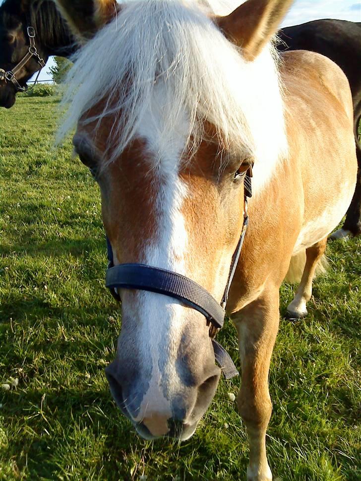Haflinger misty billede 5