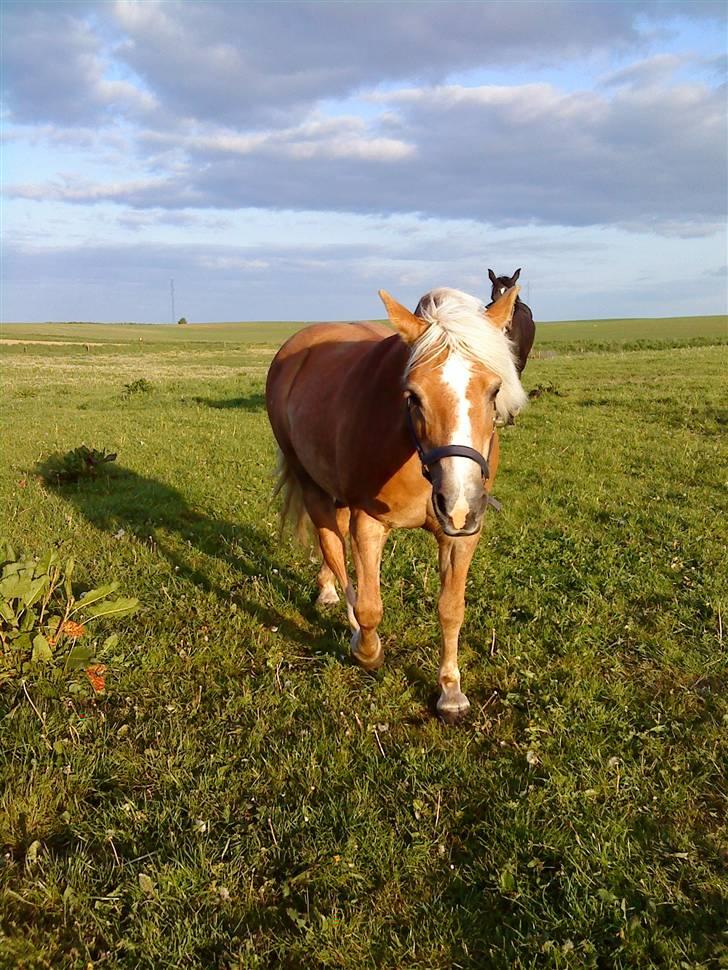 Haflinger misty billede 6