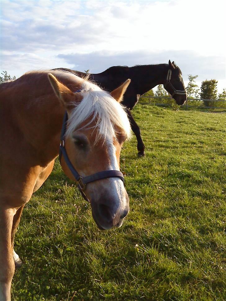 Haflinger misty billede 7