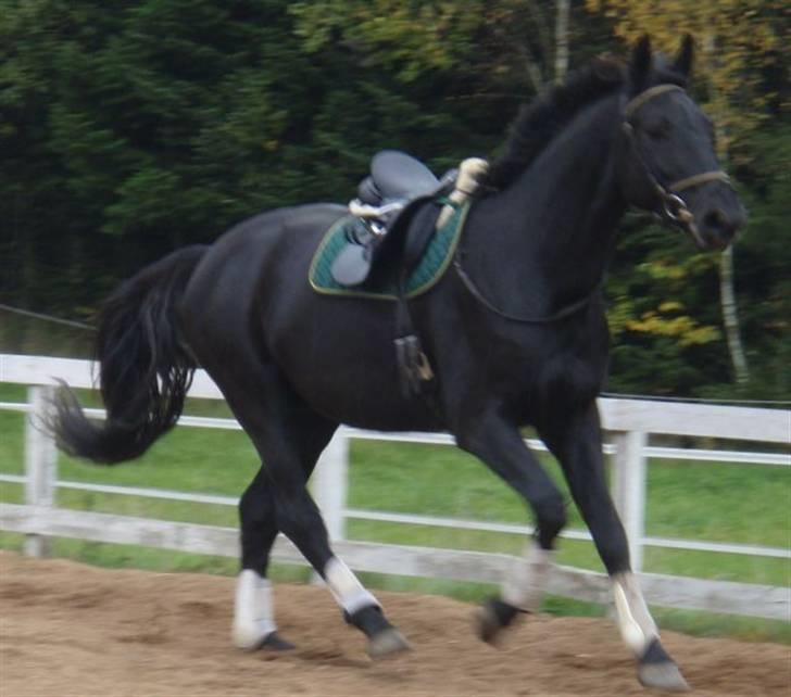 Dansk Varmblod Bysteds Bluca  SOLGT - 1 gang med saddel på billede 8