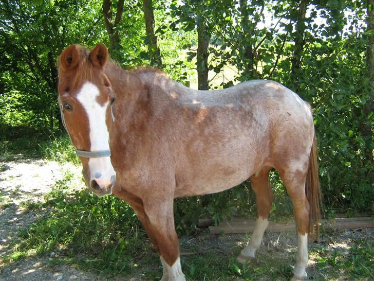 New Forest Rasmus           AFLIVET - dagen han skulle aflives billede 3