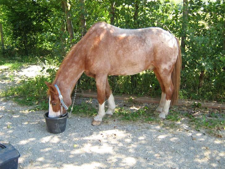 New Forest Rasmus           AFLIVET - dagen han skulle aflives  billede 4