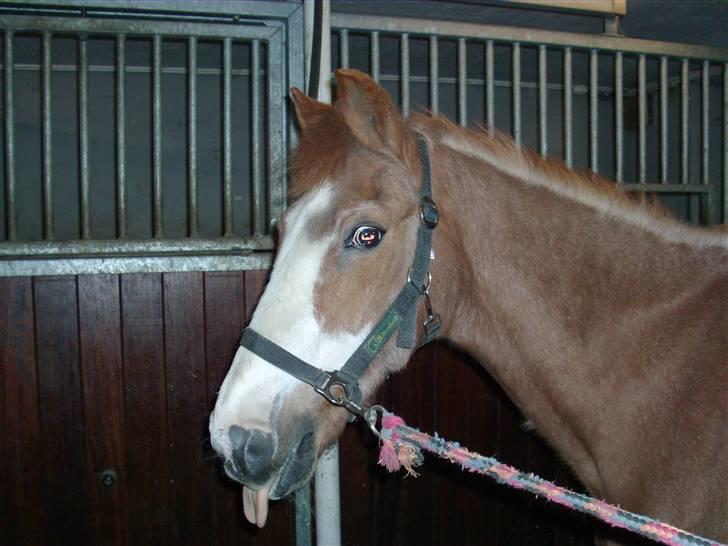 New Forest Rasmus           AFLIVET -  i stalden  billede 5