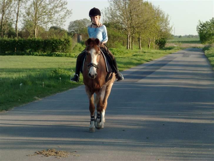 New Forest Rasmus           AFLIVET - den sidste tur han red  billede 6