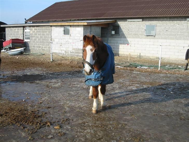 New Forest Rasmus           AFLIVET - på fold billede 7