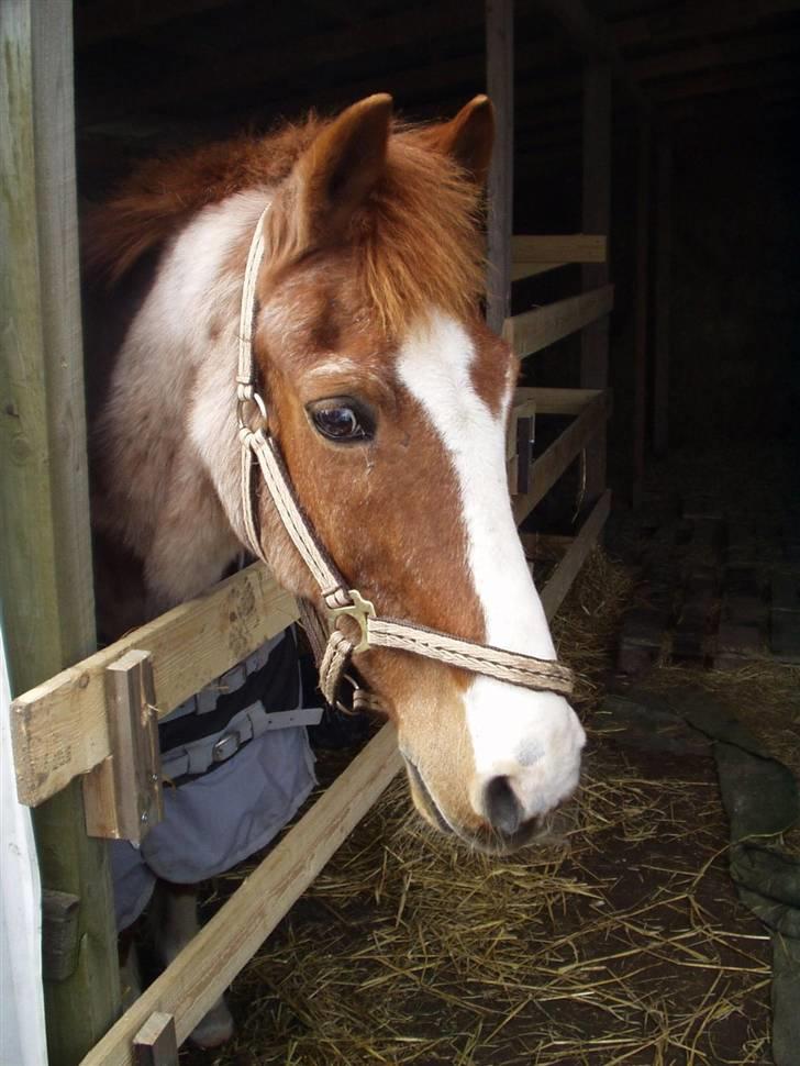 New Forest Rasmus           AFLIVET billede 8