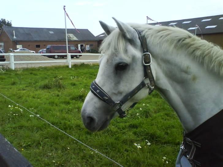 Anden særlig race /connemara bambuska R.I.P -  nåår lille poniiii :*  foto: mig selv:) billede 11