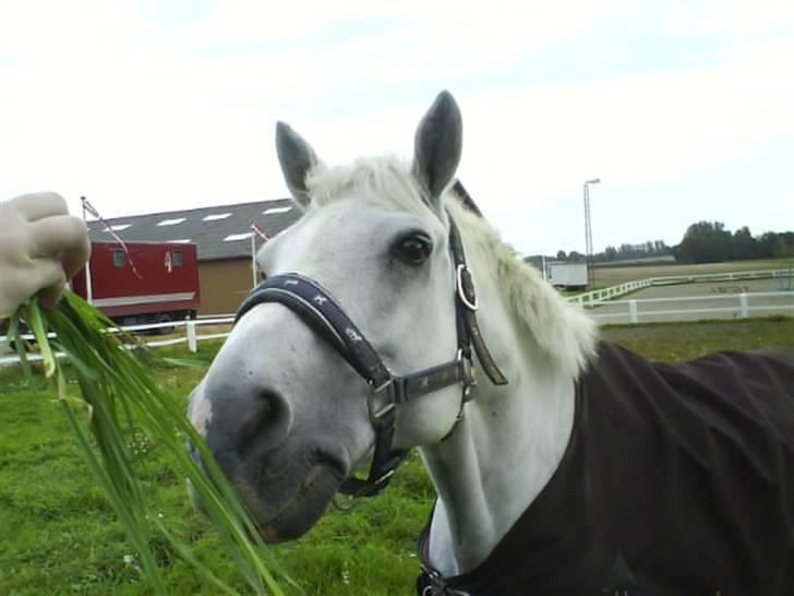 Anden særlig race /connemara bambuska R.I.P - bamme på fold. foto: mig selv. billede 12