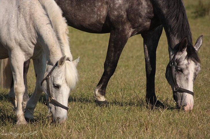 Anden særlig race † Fillur † *Alting* <3 - din sidste dag, min sidste dag hvor jeg så dig, fille jeg elsker dig hvorfor skulle jeg miste en pony som dig, FILLE     hestepotreat.dk billede 12