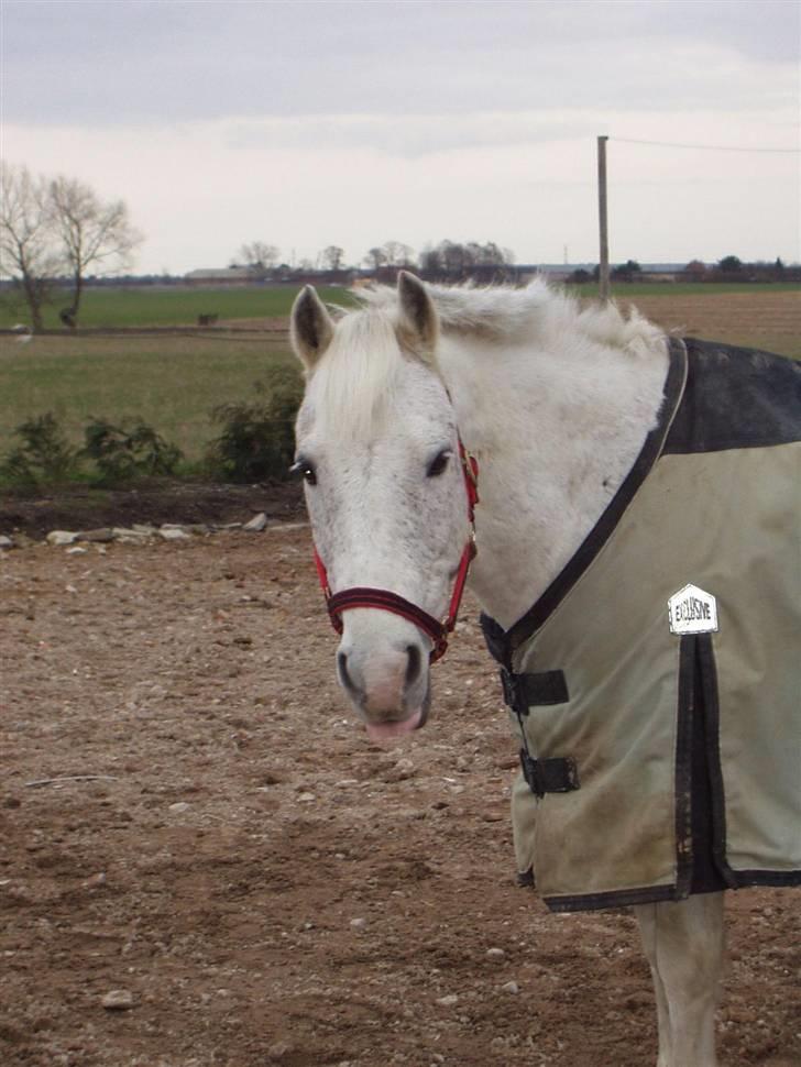 Anden særlig race † Fillur † *Alting* <3 - miin smukke dreng, du var så fræk, og rækte en da´ også tunge til kamaret, men din frækhed, var noget af det bedste ved dig ...  billede 13