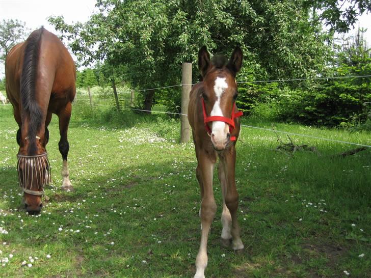 Svensk Varmblod Belize - På fold første gang billede 1