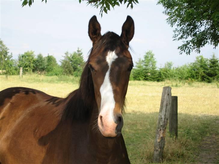 Svensk Varmblod Belize - Sommerfold 2008 billede 3