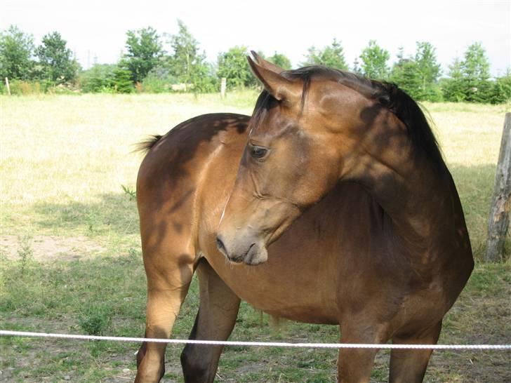 Svensk Varmblod Belize - Sommerfold 2008 billede 4
