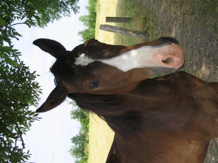 Svensk Varmblod Belize - Sommerfold 2008 billede 5